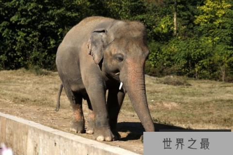 世界上最孤独的大象，“卡万”迁居柬埔寨