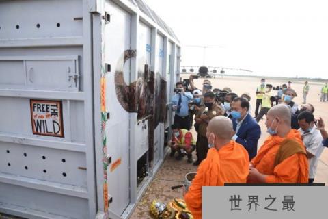 世界上最孤独的大象，“卡万”迁居柬埔寨