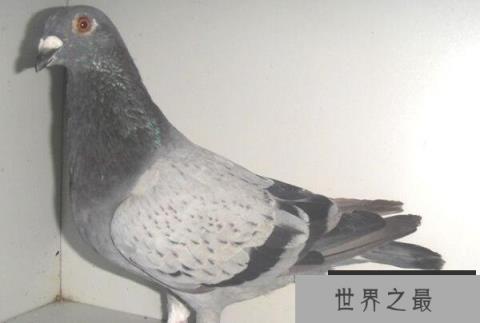 世界最好四种信鸽,詹森鸽系排在第一位