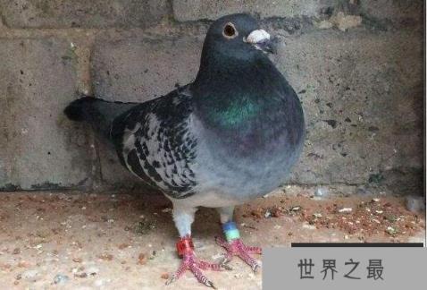 世界最好四种信鸽,詹森鸽系排在第一位