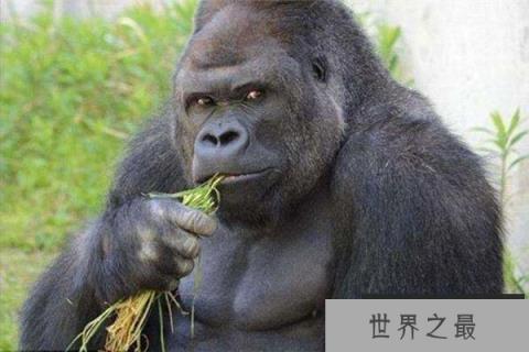 动物世界中的十大骗子，第一名不得不服