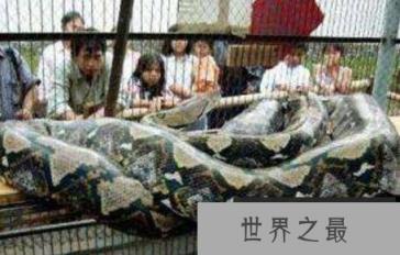 世界上最大的蛇长达14.85米重量为447公斤