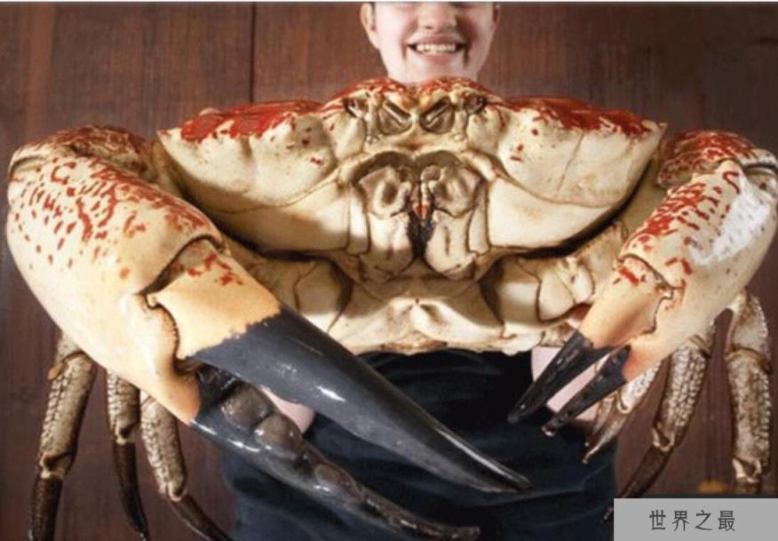 世界上最大的螃蟹可达40公斤够十几个人吃了