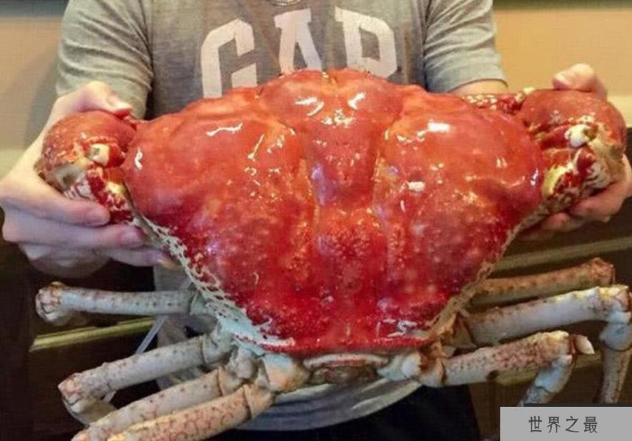 世界上最大的螃蟹可达40公斤够十几个人吃了