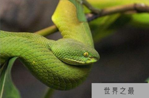 世界上年龄最大的蛇，绿茸线蛇至少1687岁