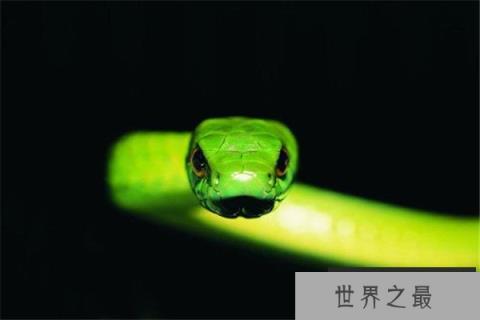 世界上年龄最大的蛇，绿茸线蛇至少1687岁