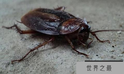 世界上最大的蟑螂，东方蜚蠊身长达10厘米