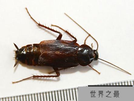 世界上最大的蟑螂，东方蜚蠊身长达10厘米