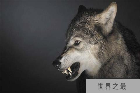 世界上十大一夫一妻动物