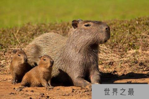 世界上最大的啮齿动物，水豚很具有亲和力