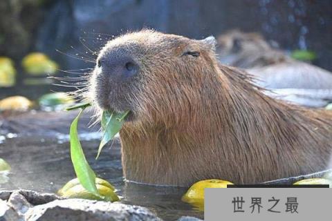 世界上最大的啮齿动物，水豚很具有亲和力