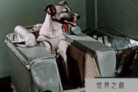 第一个被送入太空的动物，一只名叫莱卡的小狗