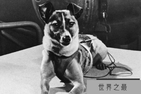 第一个被送入太空的动物，一只名叫莱卡的小狗