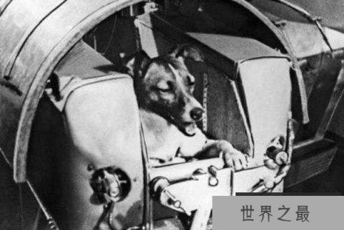第一个被送入太空的动物，一只名叫莱卡的小狗
