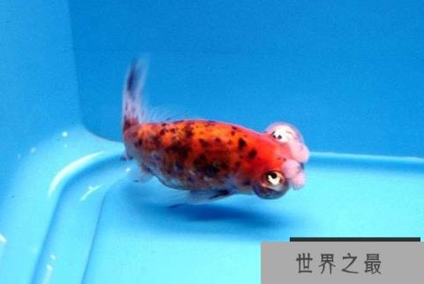 最难养的金鱼有哪些？十大难养的金鱼品种