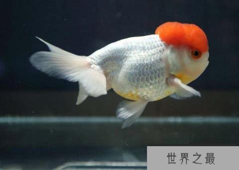 最难养的金鱼有哪些？十大难养的金鱼品种