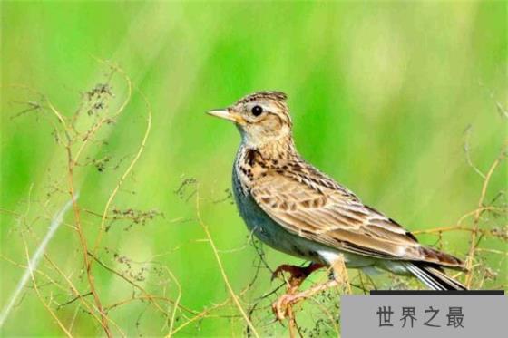 百灵鸟的叫声是世界上最好听的鸟叫声 堪称鸟类歌手
