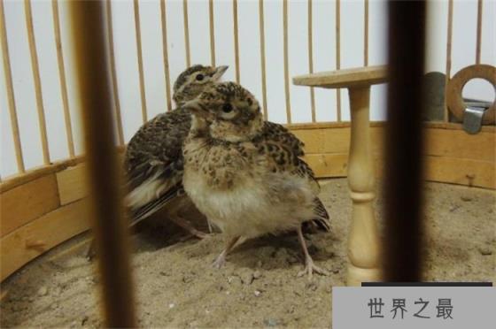 百灵鸟的叫声是世界上最好听的鸟叫声 堪称鸟类歌手