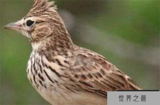 百灵鸟的叫声是世界上最好听的鸟叫声 堪称鸟类歌手