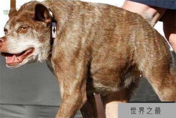 卡西莫多犬可以说是这个世界上最丑的犬 天生残疾没有脖子