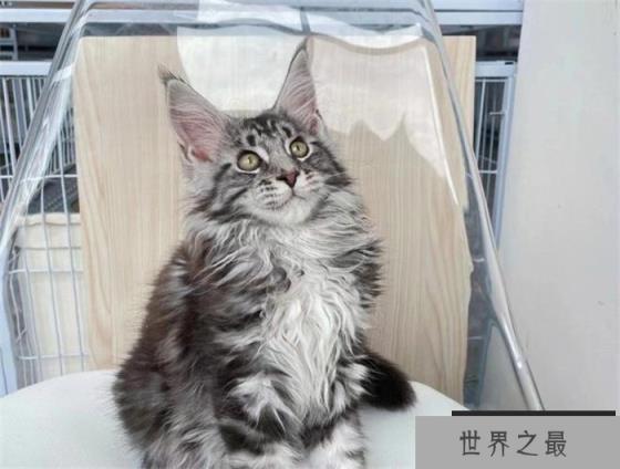 缅因猫是世界上最大的猫 体长1.23米左右