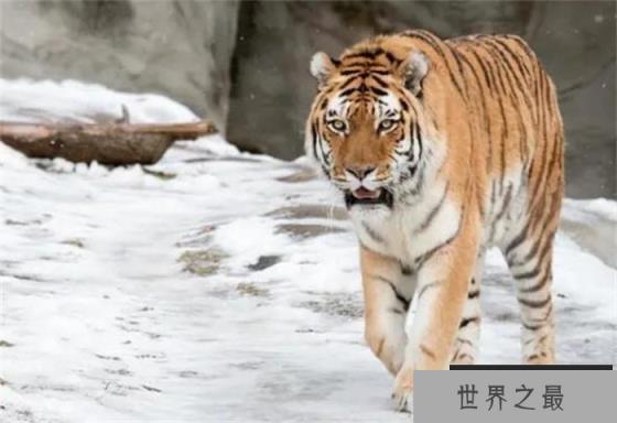 西伯利亚虎体长3米_世界上最大的老虎 