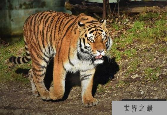 西伯利亚虎体长3米_世界上最大的老虎 