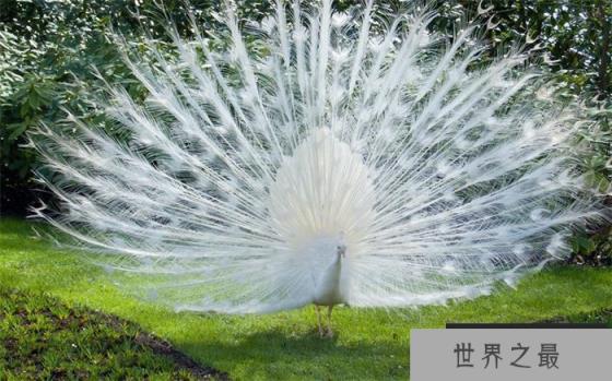 白孔雀——世界上最美的鸟 是极为珍贵的鸟