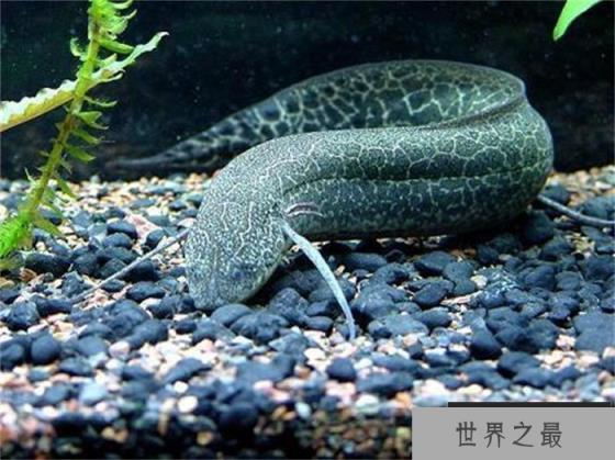 世界上生命力最强的鱼-非洲肺鱼 泥土里可活4年