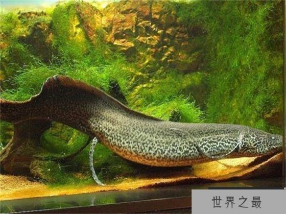 世界上生命力最强的鱼-非洲肺鱼 泥土里可活4年