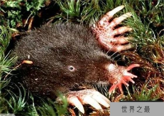 动物界中速度最快的猎食者 星鼻鼹鼠(1/4秒完成捕食)