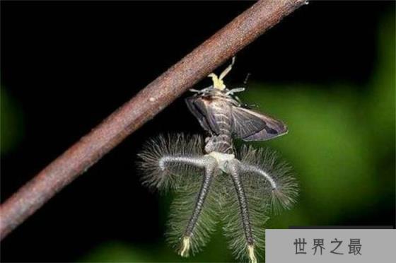 世界上最恐怖的飞蛾 黑条灰灯蛾