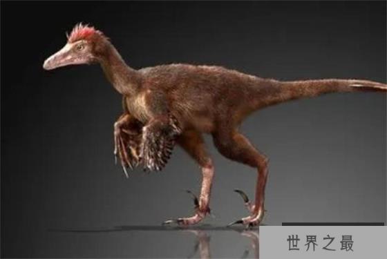 伤齿龙是世界上最聪明的恐龙 像狐狸一样狡猾 伤齿龙是世界上最聪明的恐龙 像狐狸一样狡猾