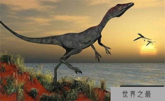 美颌龙——世界上最小的恐龙 体型和火鸡大小相似