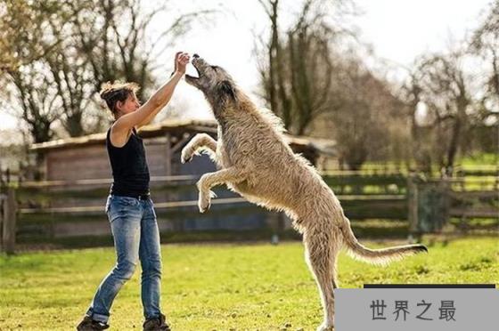 世界上最大最高的狗是爱尔兰猎狼犬，身体高度接近一米，伸手相当敏捷，可以捕捉野狼