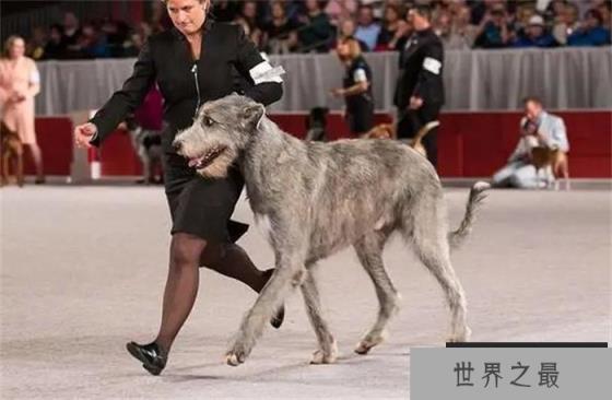 世界上最大最高的狗是爱尔兰猎狼犬，身体高度接近一米，伸手相当敏捷，可以捕捉野狼
