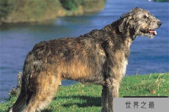 世界上最大最高的狗是爱尔兰猎狼犬，身体高度接近一米，伸手相当敏捷，可以捕捉野狼