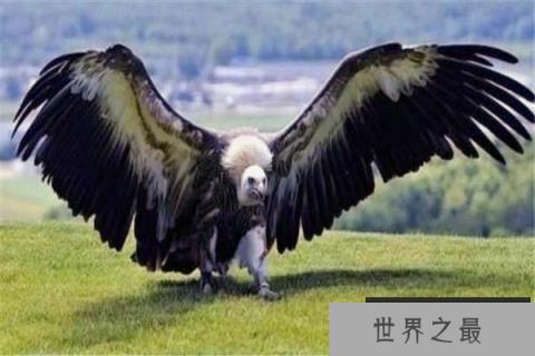 阿根廷巨鹰，翼展7米
