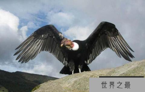 安第斯兀鹰，翼展3米