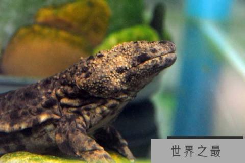 世界第二大娃娃鱼，日本大鲵最大1.5米长