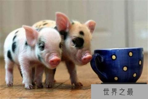 世界上最贵的宠物猪,茶杯猪身价达7000元 世界上最贵的宠物猪,茶杯猪身价达7000元