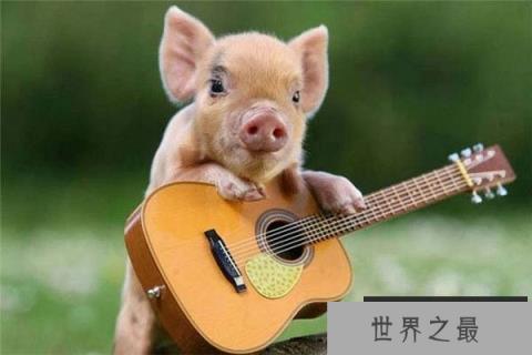 世界上最贵的宠物猪,茶杯猪身价达7000元 世界上最贵的宠物猪,茶杯猪身价达7000元