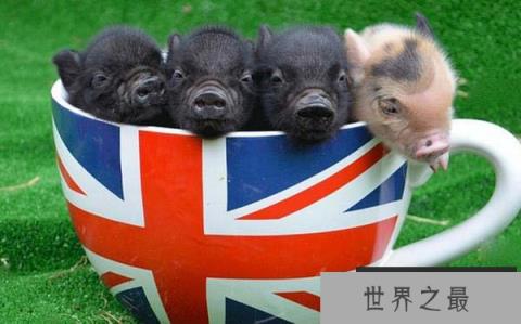 世界上最贵的宠物猪,茶杯猪身价达7000元 世界上最贵的宠物猪,茶杯猪身价达7000元