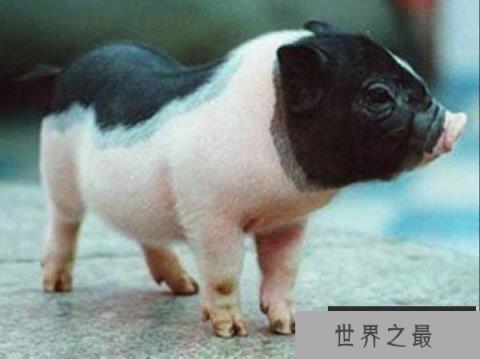 世界上最贵的宠物猪,茶杯猪身价达7000元 世界上最贵的宠物猪,茶杯猪身价达7000元