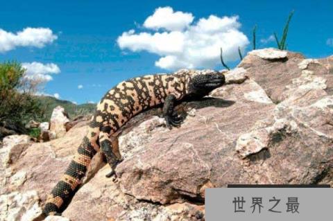 世界上最毒的蜥蜴，毒蜥体长不超1米