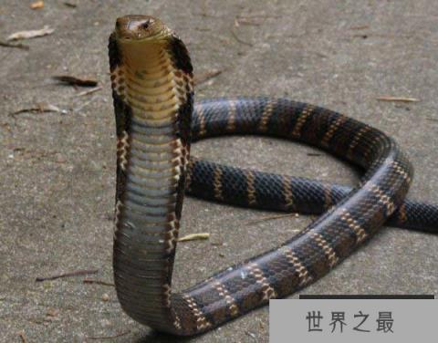 世界上体型最长的毒蛇，眼镜王蛇最长达5.6米