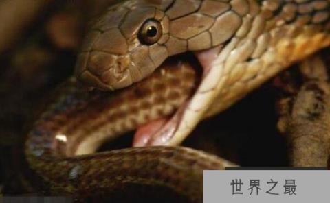 世界上体型最长的毒蛇，眼镜王蛇最长达5.6米