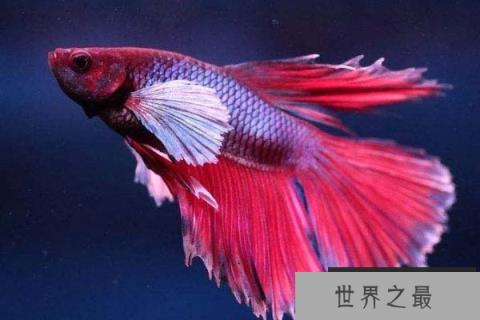 世界上最美丽的三种鱼,五彩博鱼荣获冠军 世界上最美丽的三种鱼,五彩博鱼荣获冠军
