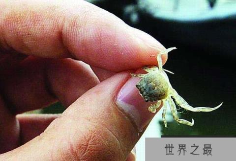 世界上最小的螃蟹,豆蟹成体仅指甲盖大小 世界上最小的螃蟹,豆蟹成体仅指甲盖大小