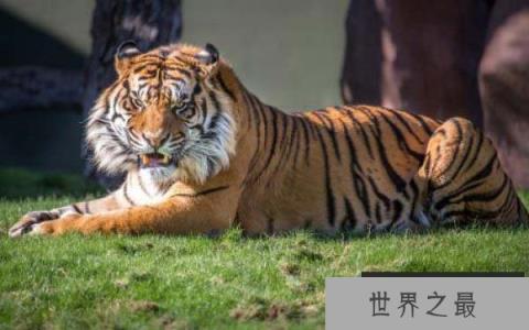 世界上最小的老虎，迷你巴里虎已经灭绝